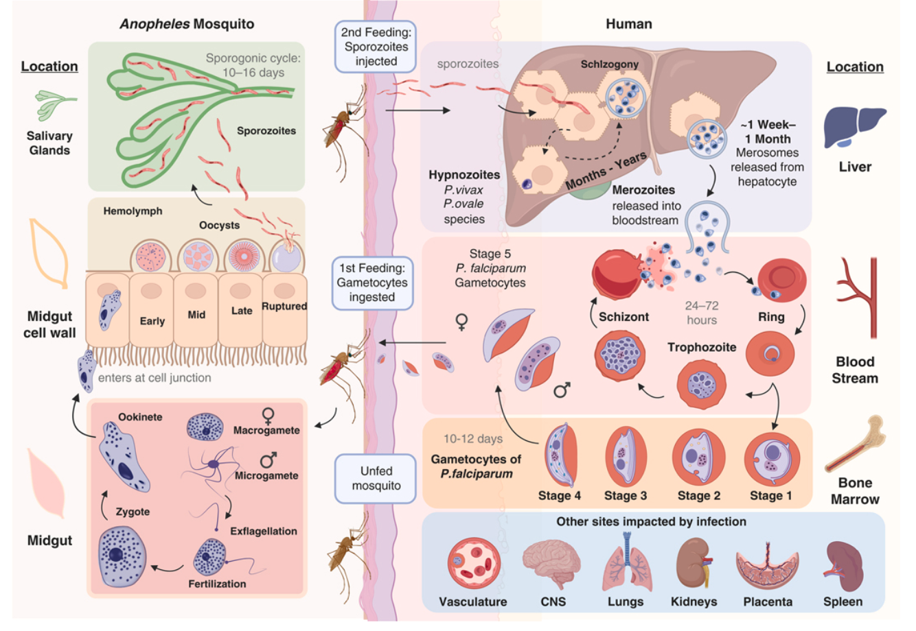 Plasmodium life cycle diagram showing mosquito and human stages